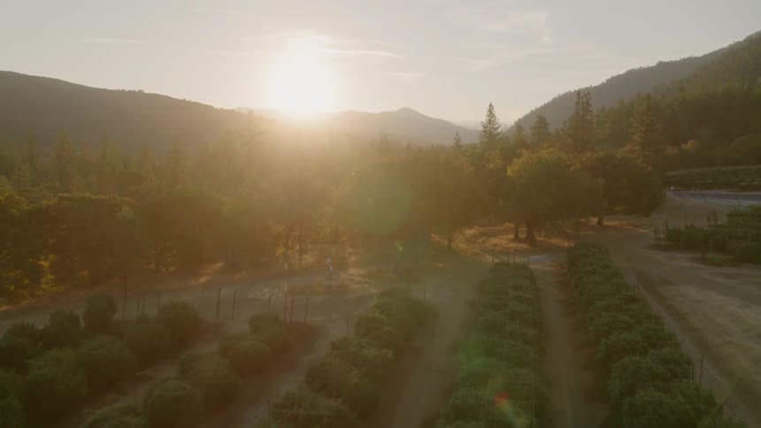 The sun sets over rows of plants on a farm
