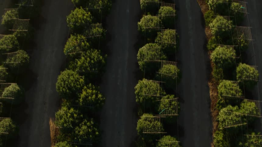 Crops are grown neatly in lines in the field