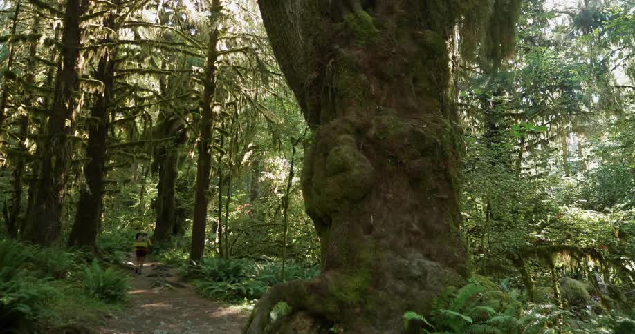 A hiker walks in the woods
