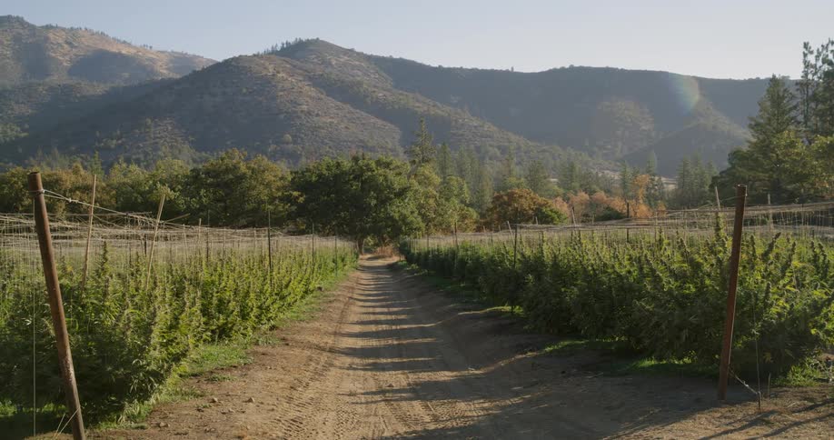 A dirt road leading through a small farm