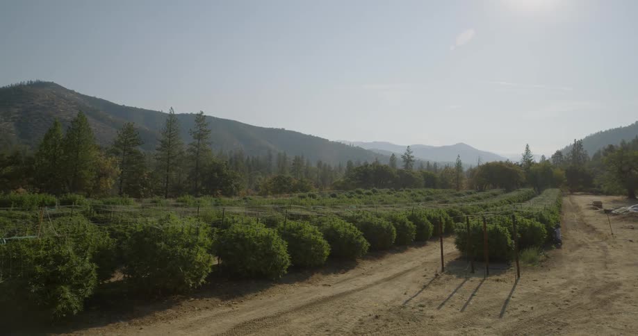 Farmland with plants lined up in rows