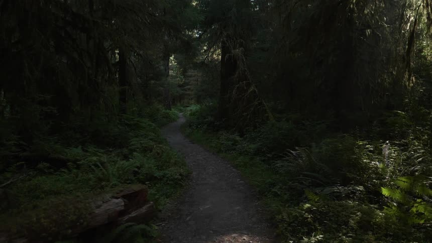 Path stretches out in the forest