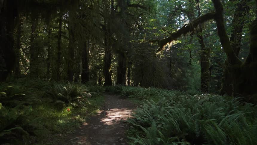 The sun is shining down on a dirt trail in a forest during the day