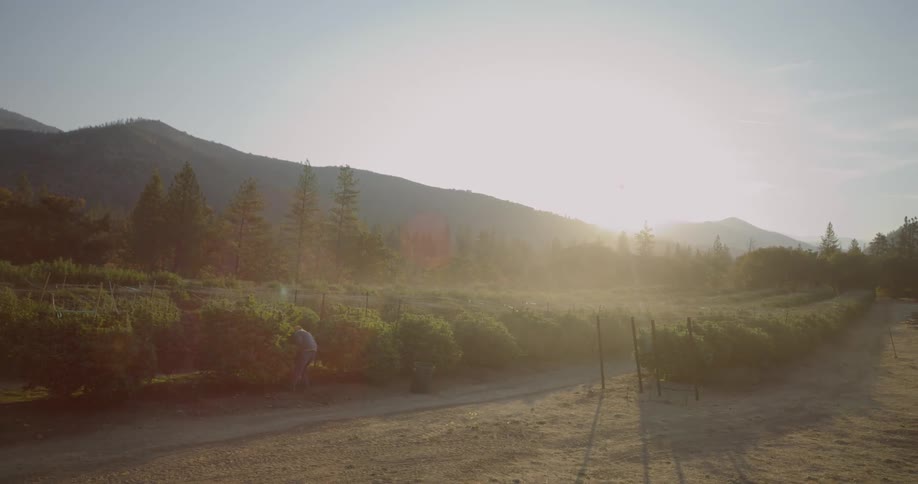 Man works in the orchard on a sunny day