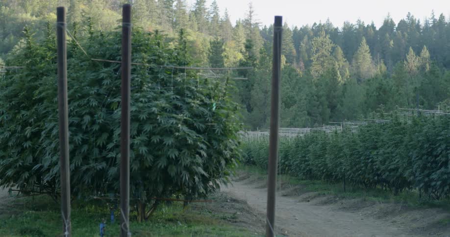 The farm has many crops and is lined with a forest