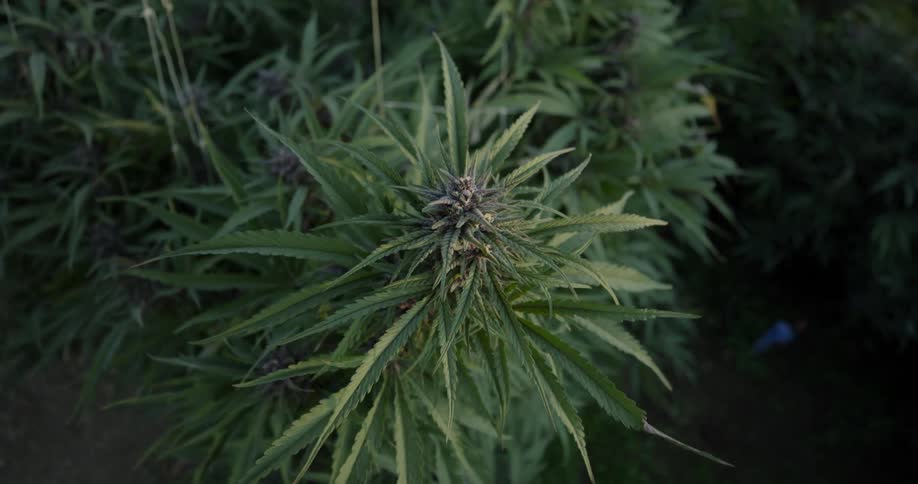 Close up of a blooming marijuana plant