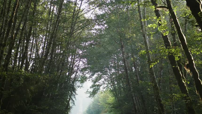 Tall thin trees with green leaves on a sunny day