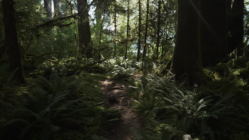 Trees and brush cover the forest
