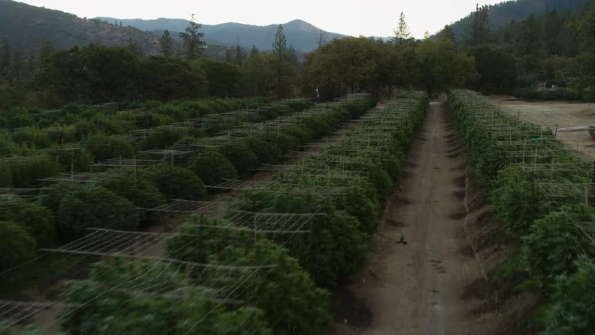 Rows of plants grow on a farm