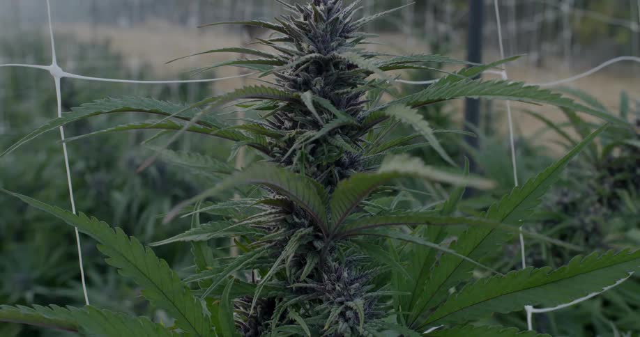 The green plant is surrounded by wires