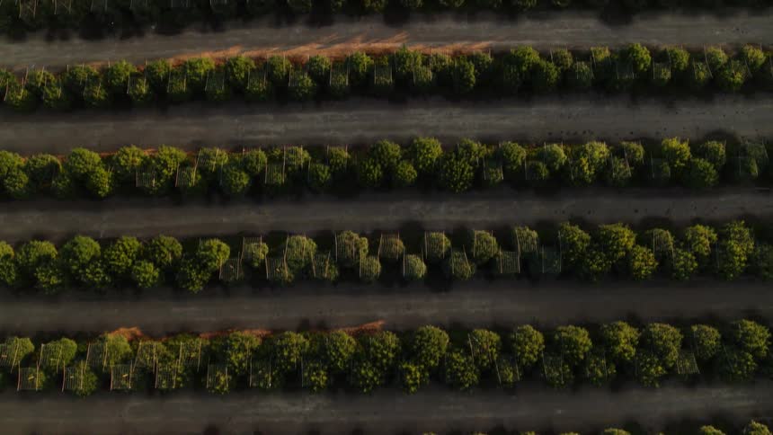 Plants are lined up in rows on a farm