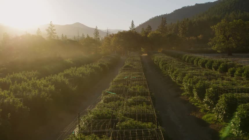 The sun shines on rows of crops growing in a field