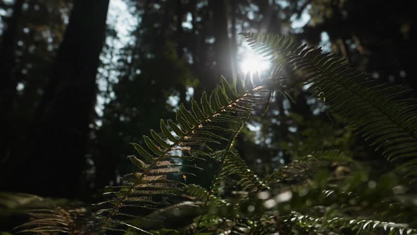 The sun shines in through the trees of the forest