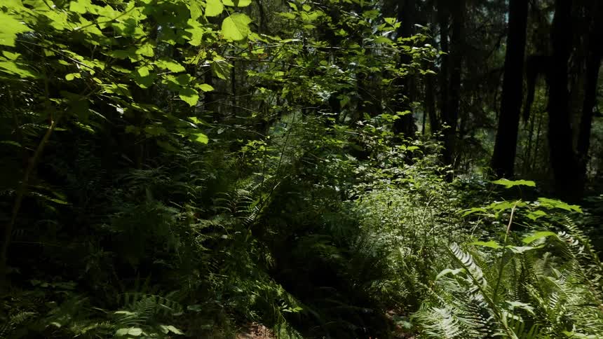 Trees and plants grow in a forest