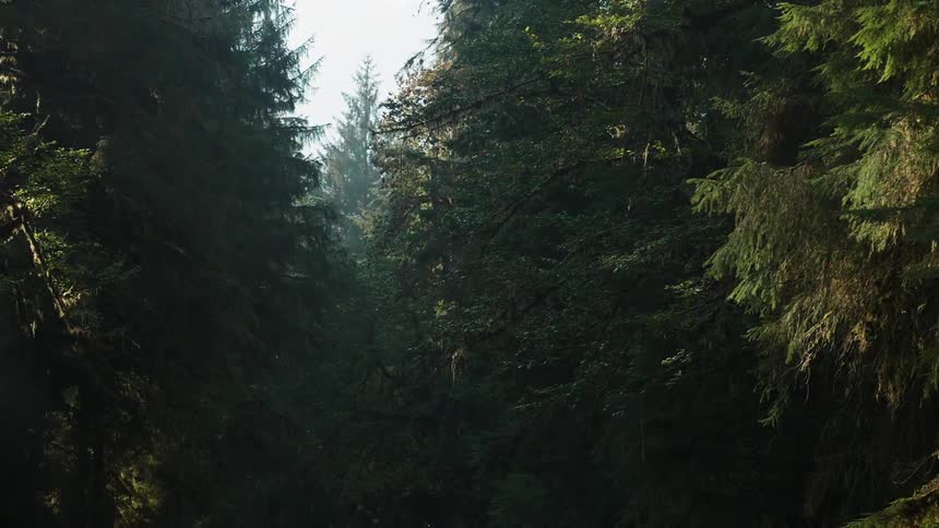 A forest during the day