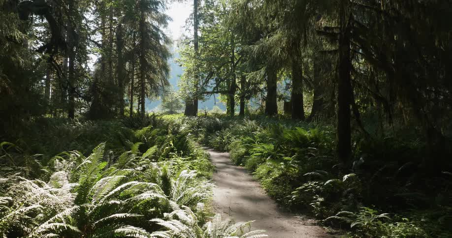 Ground covering shrubs are lined against each side of a dirt trail