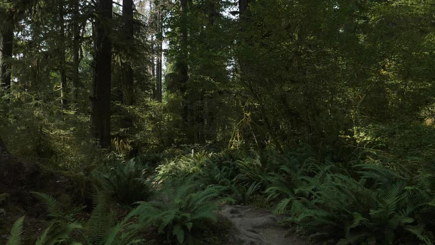 Sunlight is illuminating a dirt trail in a forest during the day