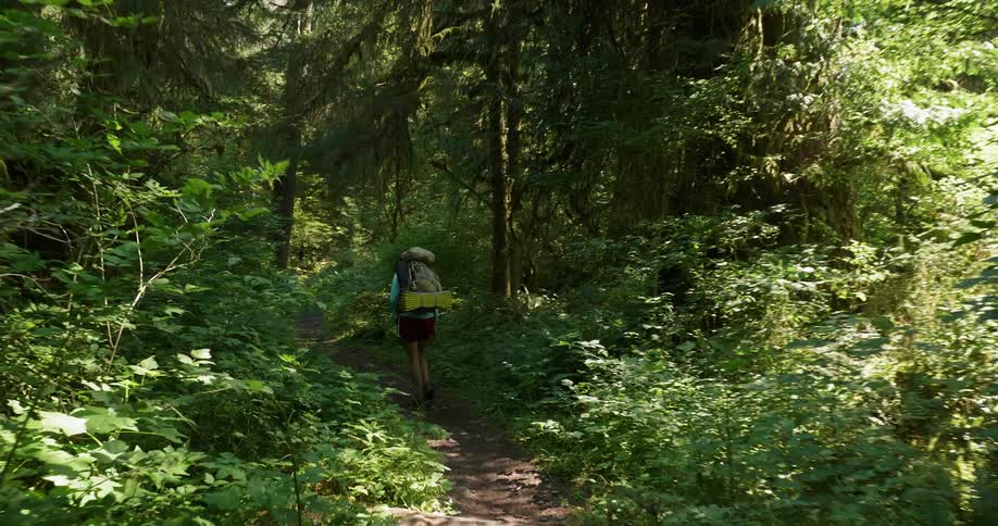 A hiker walks in the woods