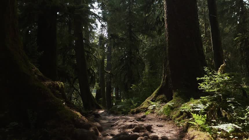 Rocky path through the woods on a sunny day