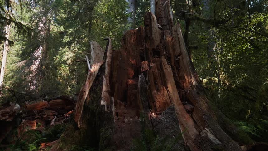 A tree stump is decaying in a forest in daylight