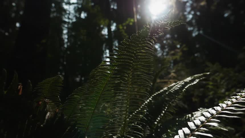 Sunlight is illuminating the fronds on a fern in a forest