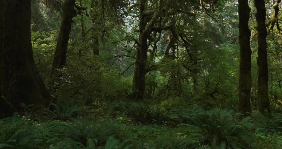 Ferns cover the forest floor near trees