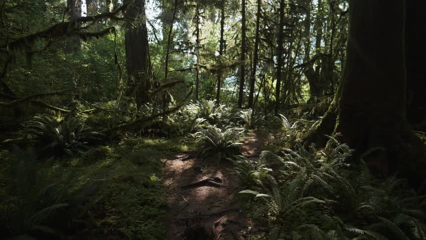 Sun shines through the forest