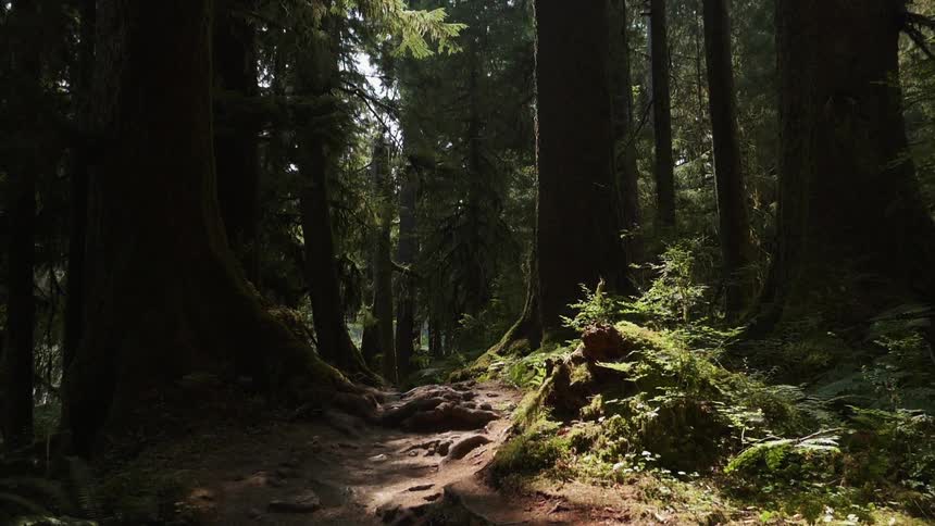 Trees and foliage grow in a forest