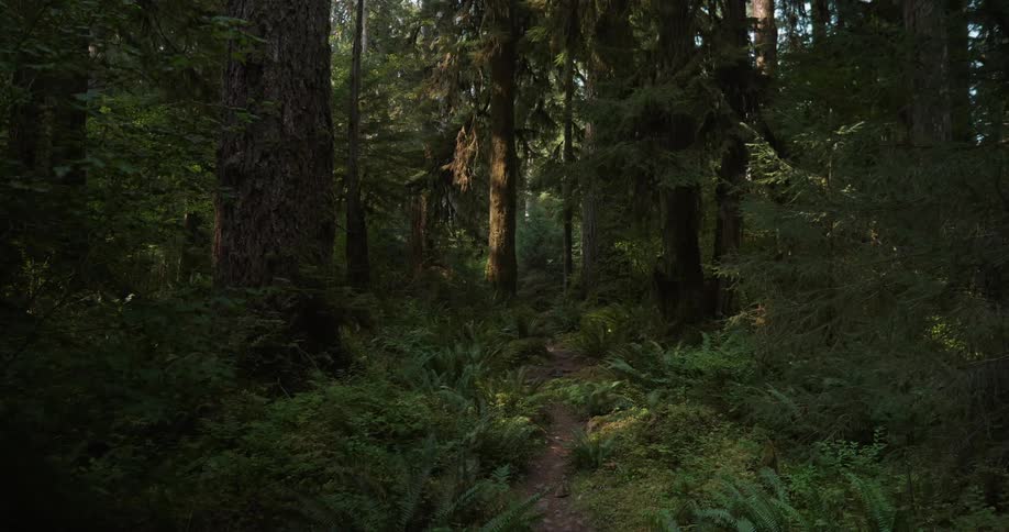 The forest is calm on a sunny day