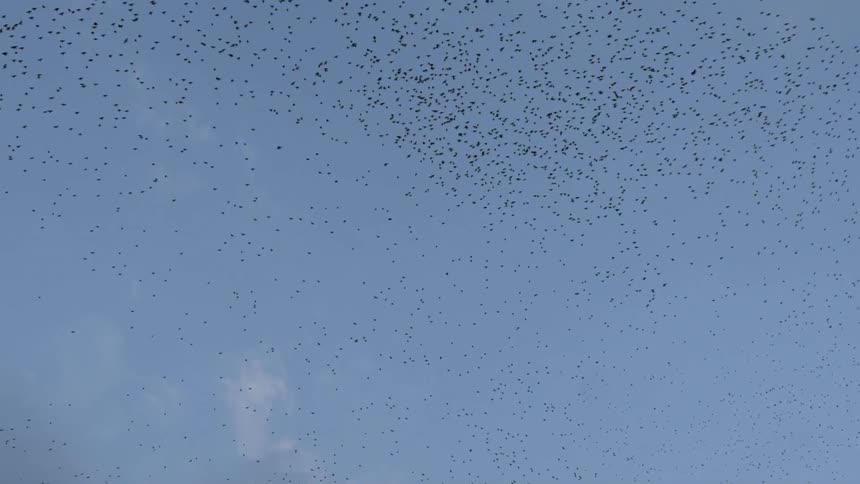 A gathering of birds fly together in the sky