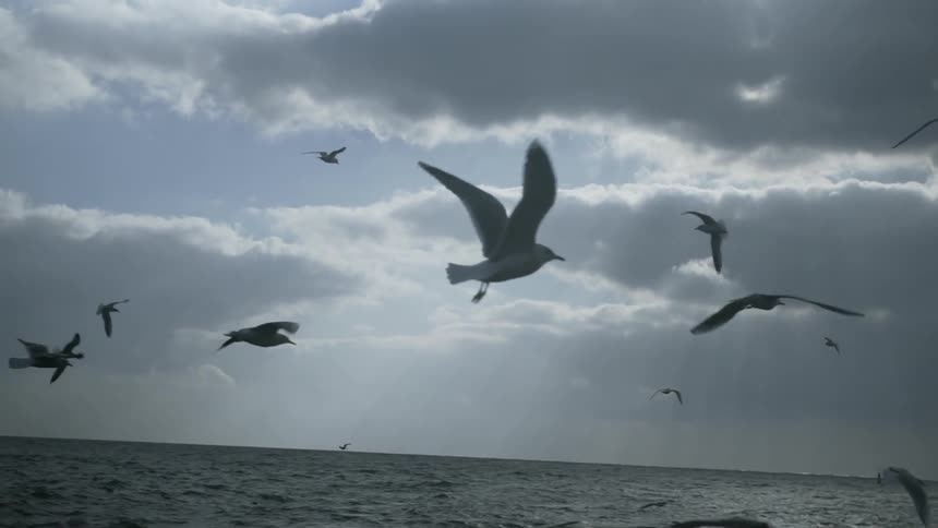The birds are flying right over the water