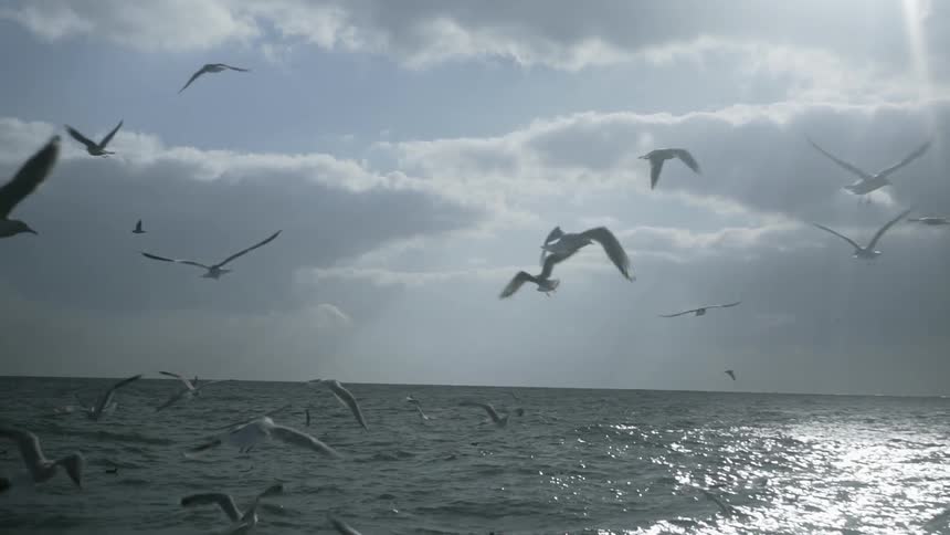 Seagulls fly low over the ocean