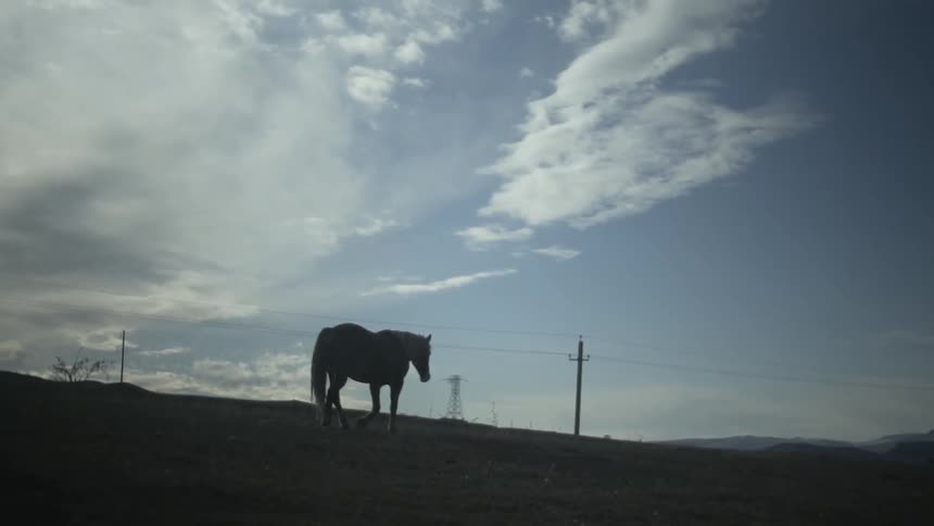 A horse walks across a rural field