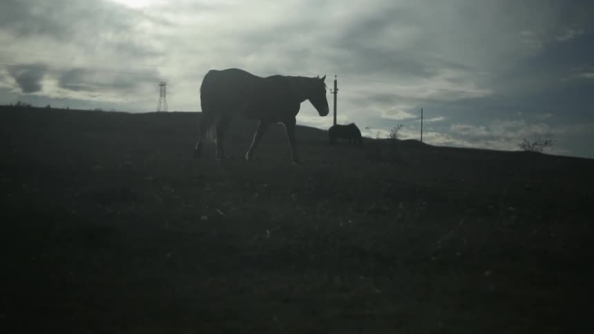 A horse walks through an open field