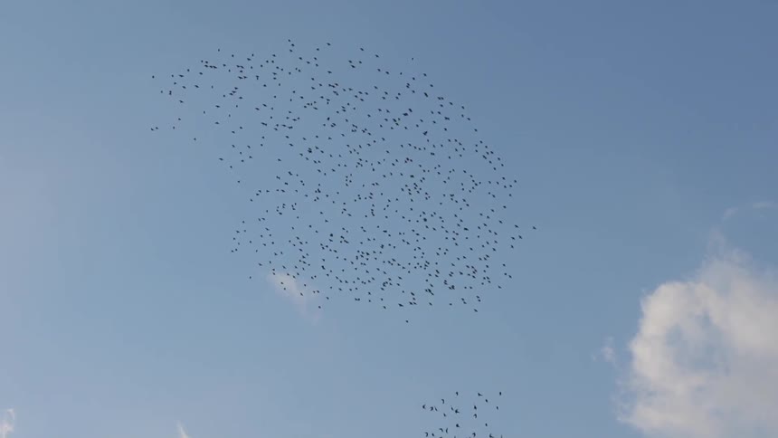 A flock of birds change direction together in the sky