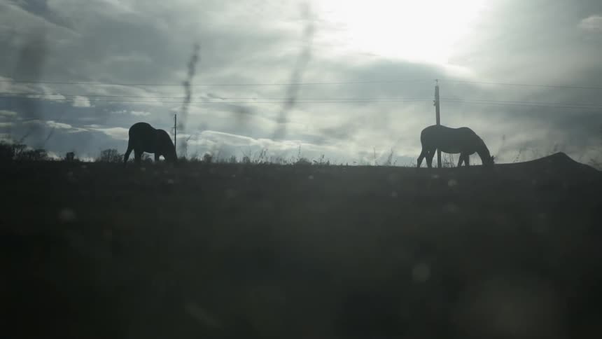 Horses graze in the field