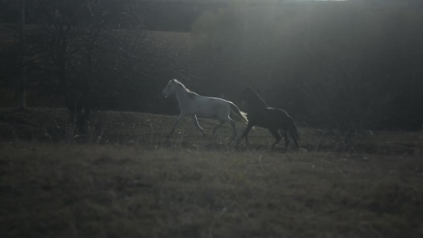 Horses run in a rural field