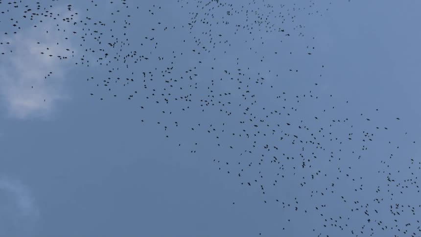 A flock of birds flies in the sky