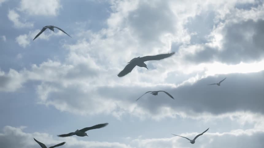 The birds fly together in the flock above the water