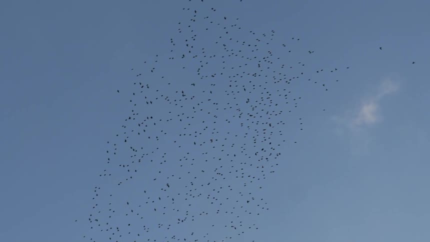 A flock of birds flies in the sky