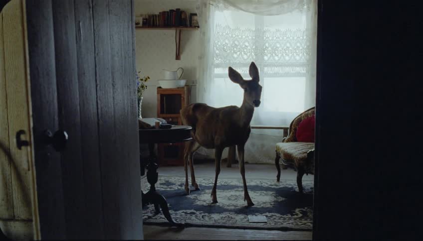The deer is standing in the dark living room