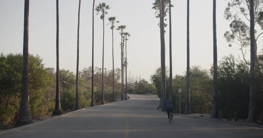 Person riding their bike on a palm tree lined street