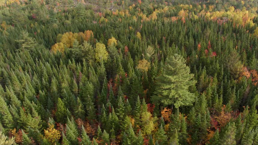 Pine trees cover the ground in a forest
