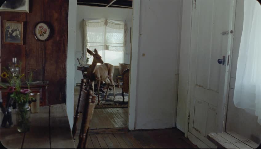 A deer stands in the living room of a house