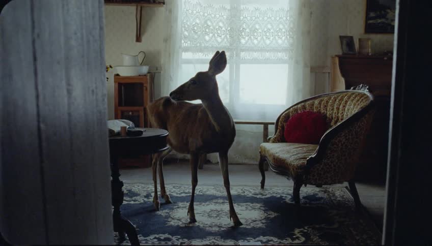 A deer is standing inside a living room looking around in daylight
