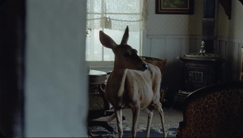 A deer stands in a living room