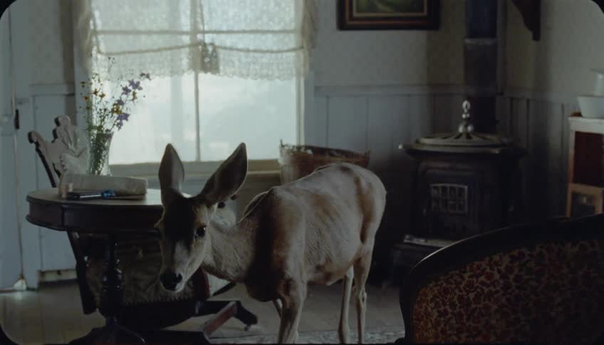 A deer stands in a living room