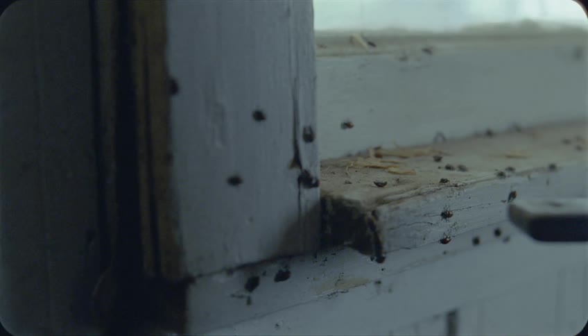 Bugs crawl on a white painted window sill