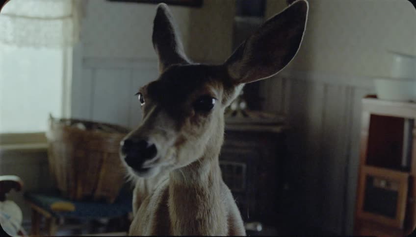 A deer stands in a living room