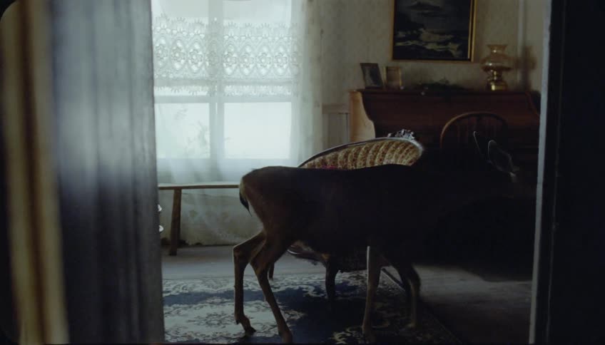 A deer is looking around the living room